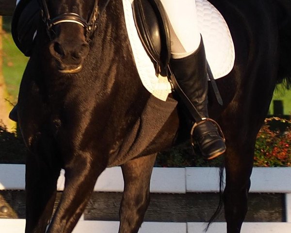 Pferd Belinda (Deutsches Reitpony, 2001, von Notre Marc)