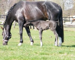 broodmare Discala (Westphalian, 2001, from Don William)
