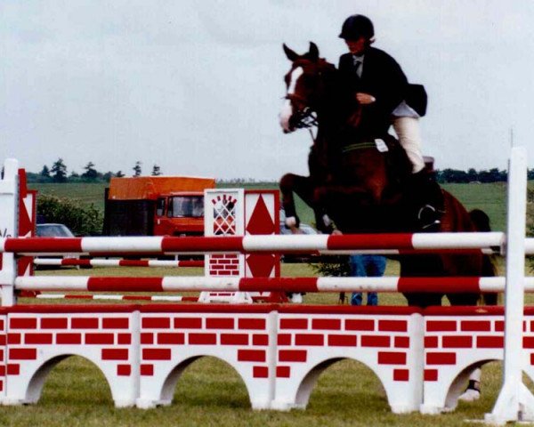 jumper Ascot Vestervang (Danish Warmblood, 1996, from A'Khan Z)