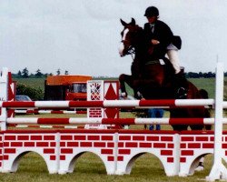 jumper Ascot Vestervang (Danish Warmblood, 1996, from A'Khan Z)