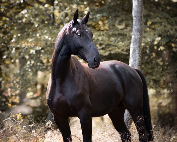 Pferd Starbucks (Deutsches Sportpferd, 2014, von Spooks)
