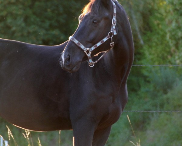 horse Gaucho 134 (Polish Warmblood, 2009, from Concert 2)