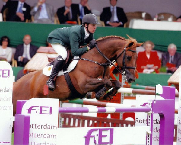 stallion Gelvin Clover (Irish Sport Horse, 1993, from Clover Hill RID 665)