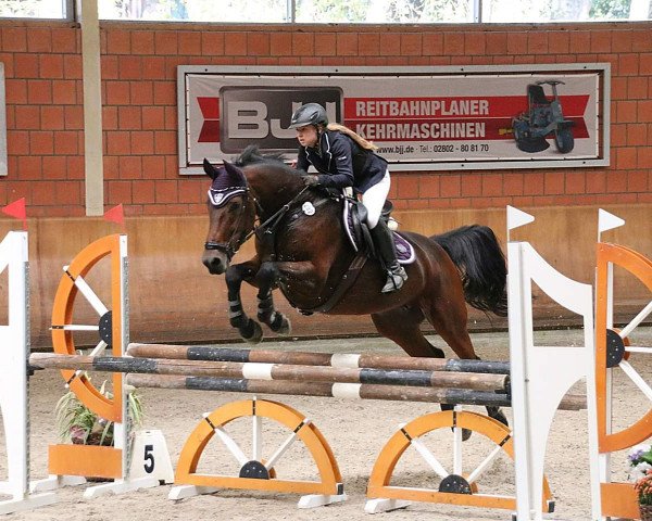 broodmare Lucky Star Z (Zangersheide riding horse, 2010, from Lucky Boy)