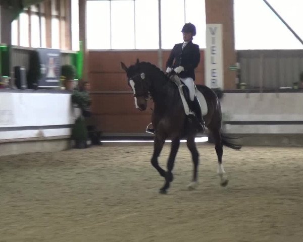 Reitturnier Lindlar-Süttenbach 2017