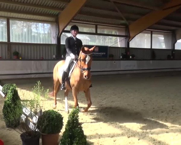 Reitturnier Lindlar-Süttenbach 2017