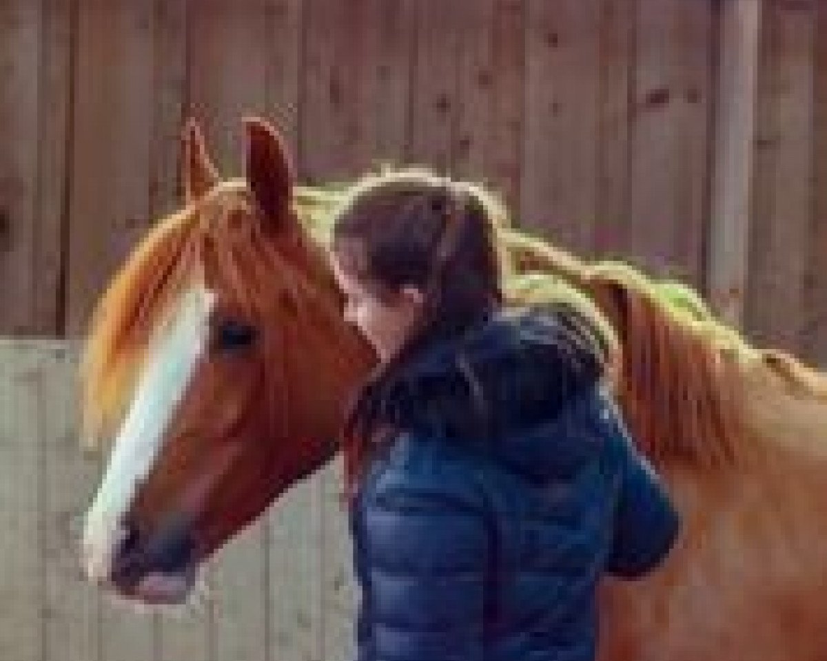 dressage horse Pinky Pit der kleine Prinz (German Riding Pony, 2016, from Pinocchio S.w.)