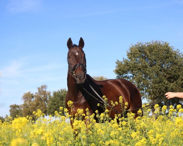 Dressurpferd Sir Archie 3 (Hannoveraner, 1994, von Sao Paulo)