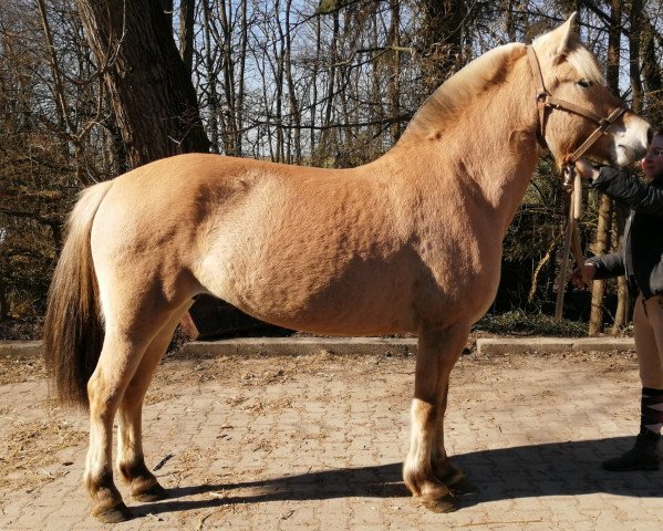 Zuchtstute Freyja d'Ober (Fjordpferd, 2015, von Kaulier) Zuchtstute Freyja d'Ober (Fjordpferd, 2015, von Kaulier)
