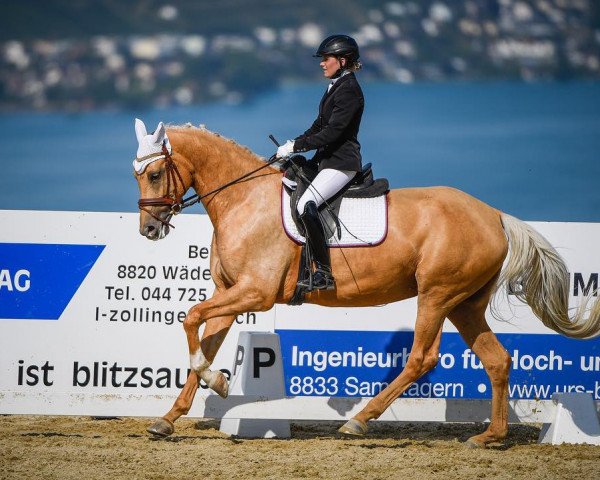 broodmare Queen of Gold (German Sport Horse, 2014, from DSP Quasi Gold Md)