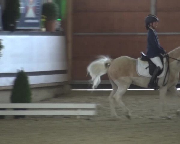 Reitturnier Lindlar-Süttenbach 2017