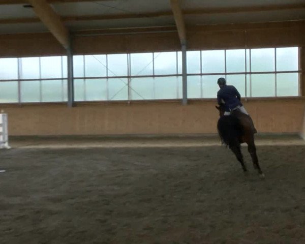 Reitturnier Polzow 2017