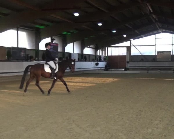 Reitturnier Lindlar-Süttenbach 2017