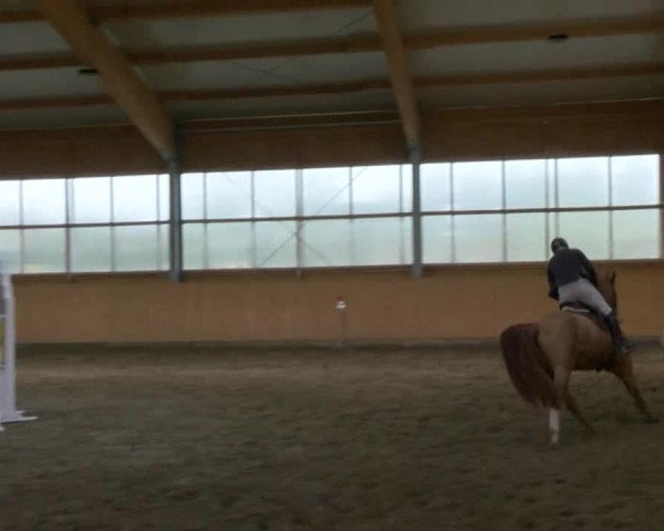 Reitturnier Polzow 2017
