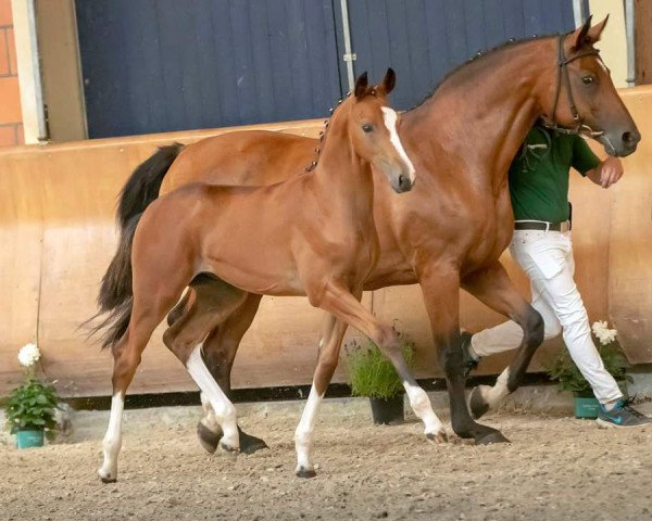 Pferd Farbenreich (Hannoveraner, 2018, von Farbenspiel)