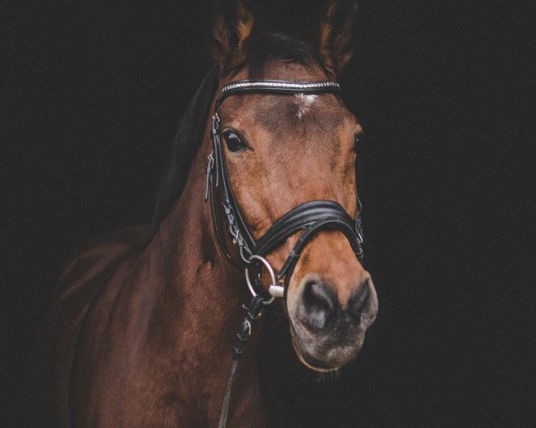 dressage horse Orchid's Rosella (Nederlands Rijpaarden en Pony, 2002, from Milton)