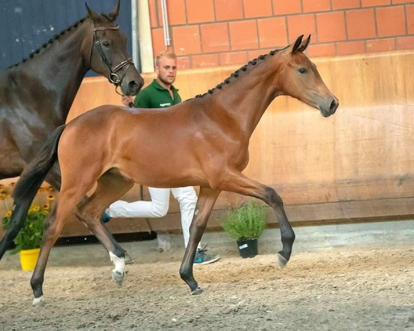 broodmare Vivamarilla (Hanoverian, 2018, from Vitalis) broodmare Vivamarilla (Hanoverian, 2018, from Vitalis)