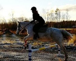 Springpferd Cordessa (Deutsches Reitpony, 2003, von Mon Beck)