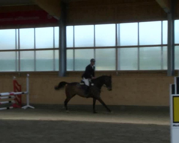 Reitturnier Polzow 2017