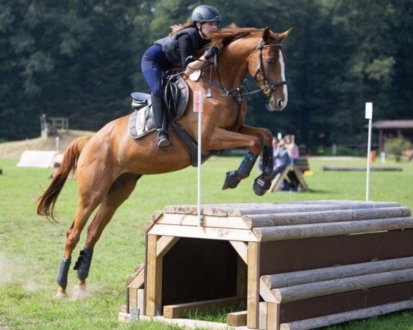 horse Avanti Ibisca (Trakehner, 2015, from Ibisco xx)