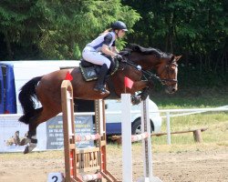 broodmare Quality 31 (Oldenburg show jumper, 2008, from Quintender 2)