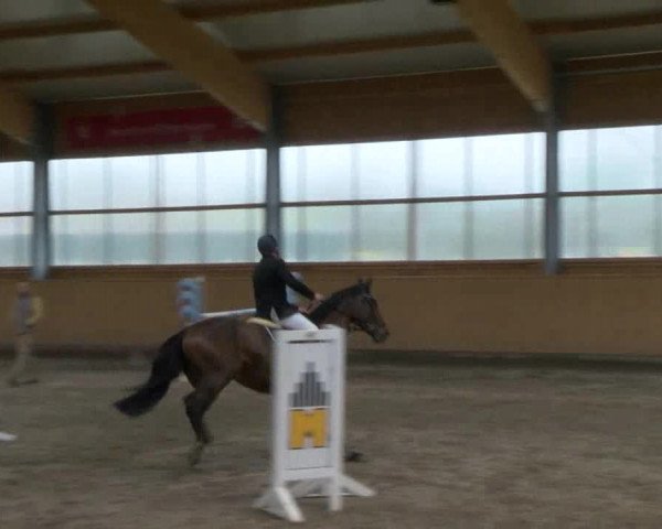 Reitturnier Polzow 2017