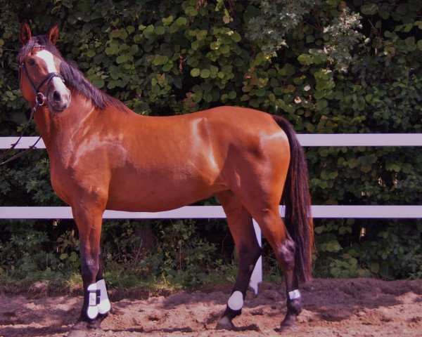 Springpferd Acolina T (Oldenburger, 2006, von Acolino 4) Springpferd Acolina T (Oldenburger, 2006, von Acolino 4)