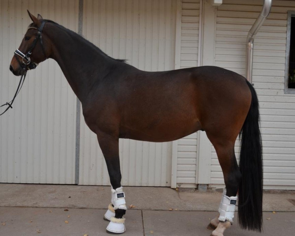 dressage horse Sesan 3 (Oldenburg, 2015, from Sir Heinrich OLD)