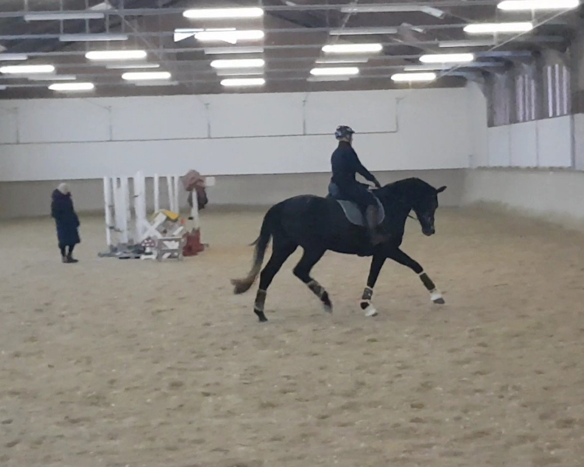 broodmare Feldnebel (Oldenburg, 2015, from Vivaldi)