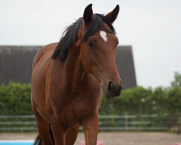 horse Fiffikus (German Riding Pony, 2017, from Future Dream)