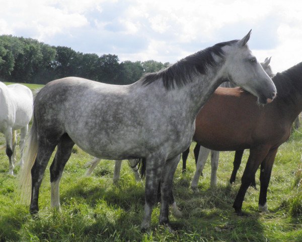 broodmare Skalina (Hanoverian, 2007, from Stolzenberg)