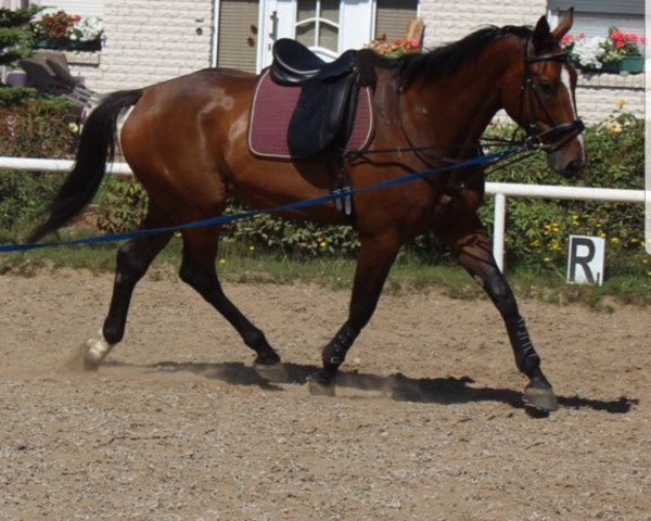 Geländepferd Dynamic Bolt (Oldenburger, 2012, von D'Olympic)