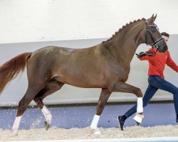 dressage horse Feliciano (Westphalian, 2018, from First Selection)