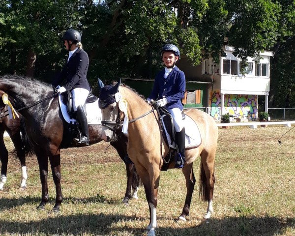 Dressurpferd Golden Merlin 4 (Deutsches Reitpony, 2013, von Golden Dream R)
