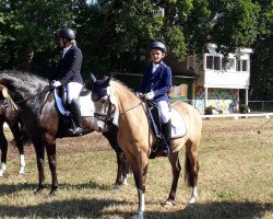 dressage horse Golden Merlin 4 (German Riding Pony, 2013, from Golden Dream R)