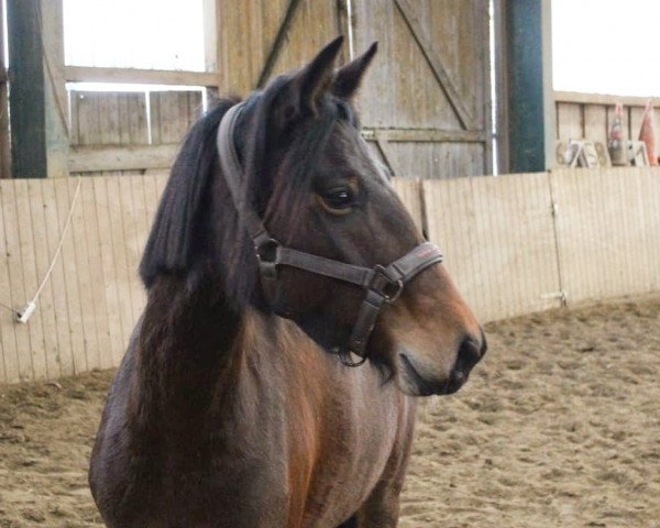 Pferd MP Trixi (Deutsches Reitpony, 2014, von MP Nina's Boy)