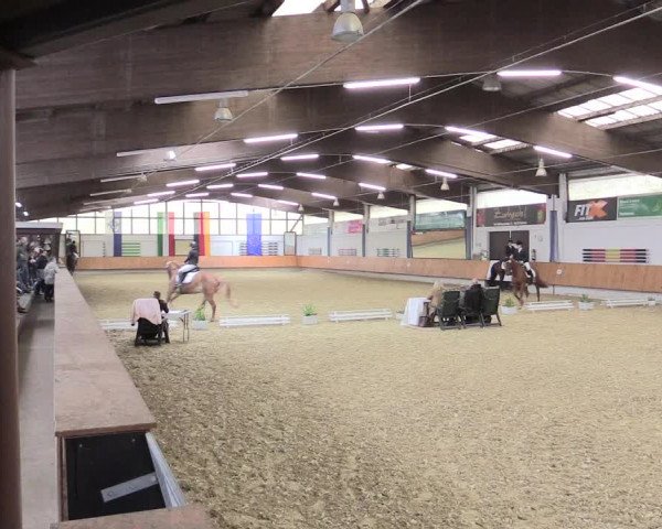Reitturnier Bottrop 2017