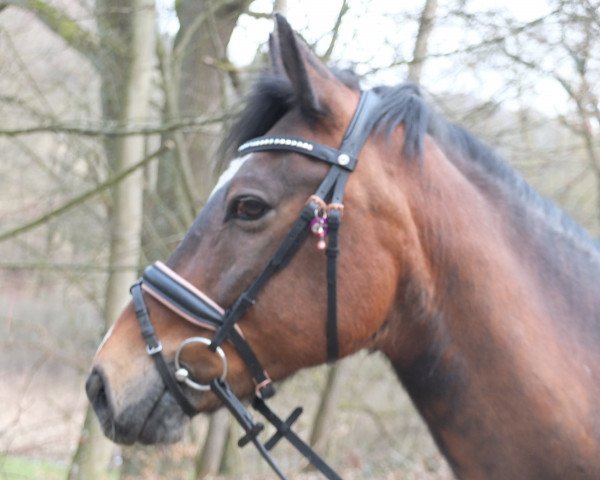 dressage horse Nemo (New Forest Pony, 2005, from Nordlicht)
