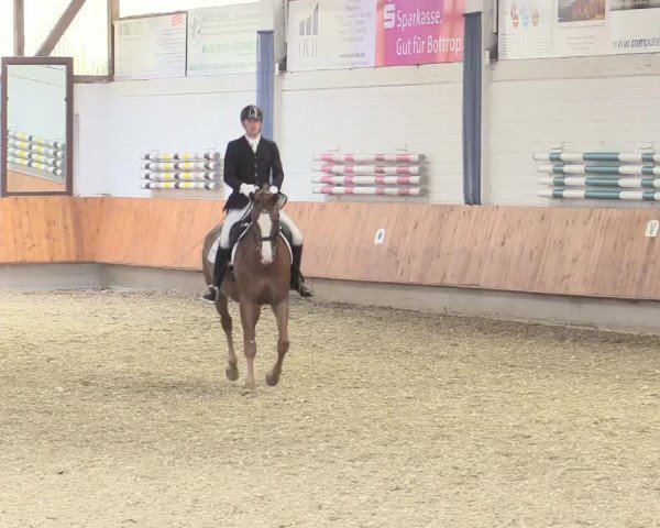 Reitturnier Bottrop 2017