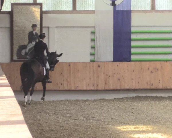 Reitturnier Bottrop 2017