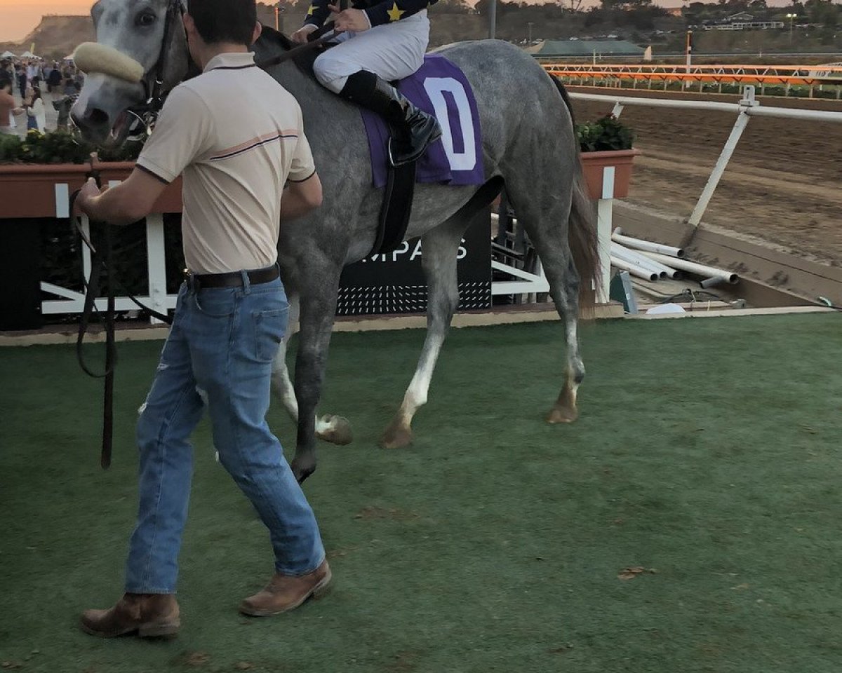 horse Tapwater xx (Thoroughbred, 2016, from Tapit xx)
