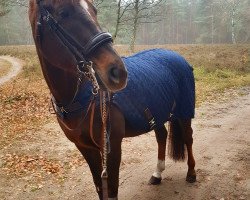 dressage horse Antinori (Westphalian, 2002, from Abanos)