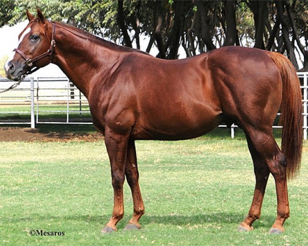 stallion Swiss Yodeler xx (Thoroughbred, 1994, from Eastern Echo xx) stallion Swiss Yodeler xx (Thoroughbred, 1994, from Eastern Echo xx)