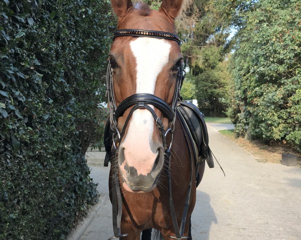 dressage horse Wesley's Princess (Hanoverian, 2000, from Wesley)