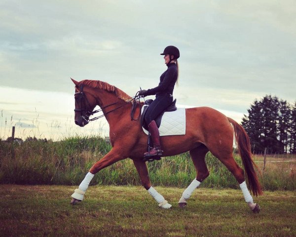 broodmare Stella Maris (Hanoverian, 2011, from Scolari)