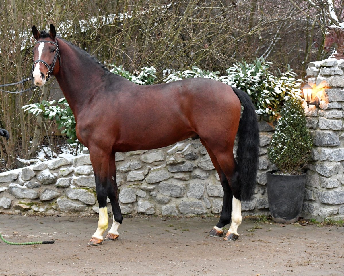 Deckhengst Diago 22 (Holsteiner, 2015, von Dinken)