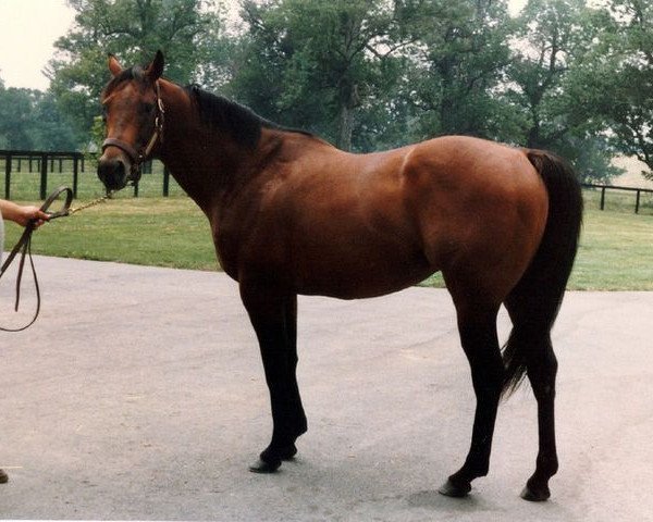 stallion Topsider xx (Thoroughbred, 1974, from Northern Dancer xx) stallion Topsider xx (Thoroughbred, 1974, from Northern Dancer xx)
