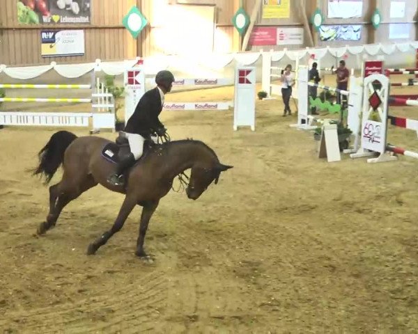 Jubiläums-Hallenspringturnier Ailingen 2017