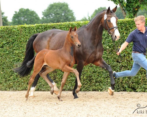 broodmare Cookie (Oldenburg, 2017, from Franziskus FRH)