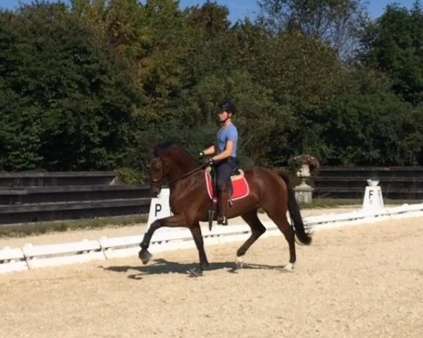 dressage horse Int2ition (KWPN (Royal Dutch Sporthorse), 2013, from UB 40)